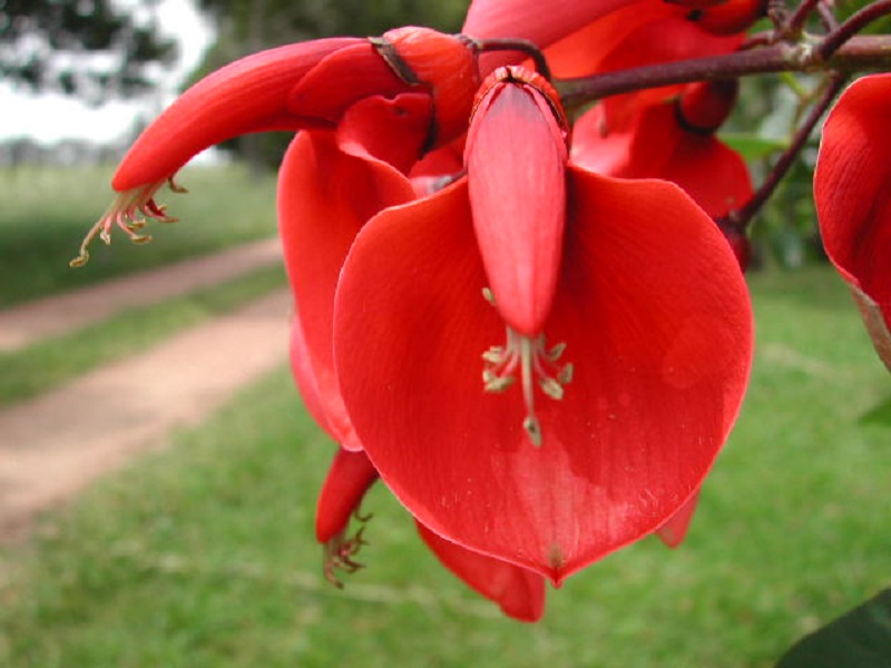 Fotografía de flor del ceibo.