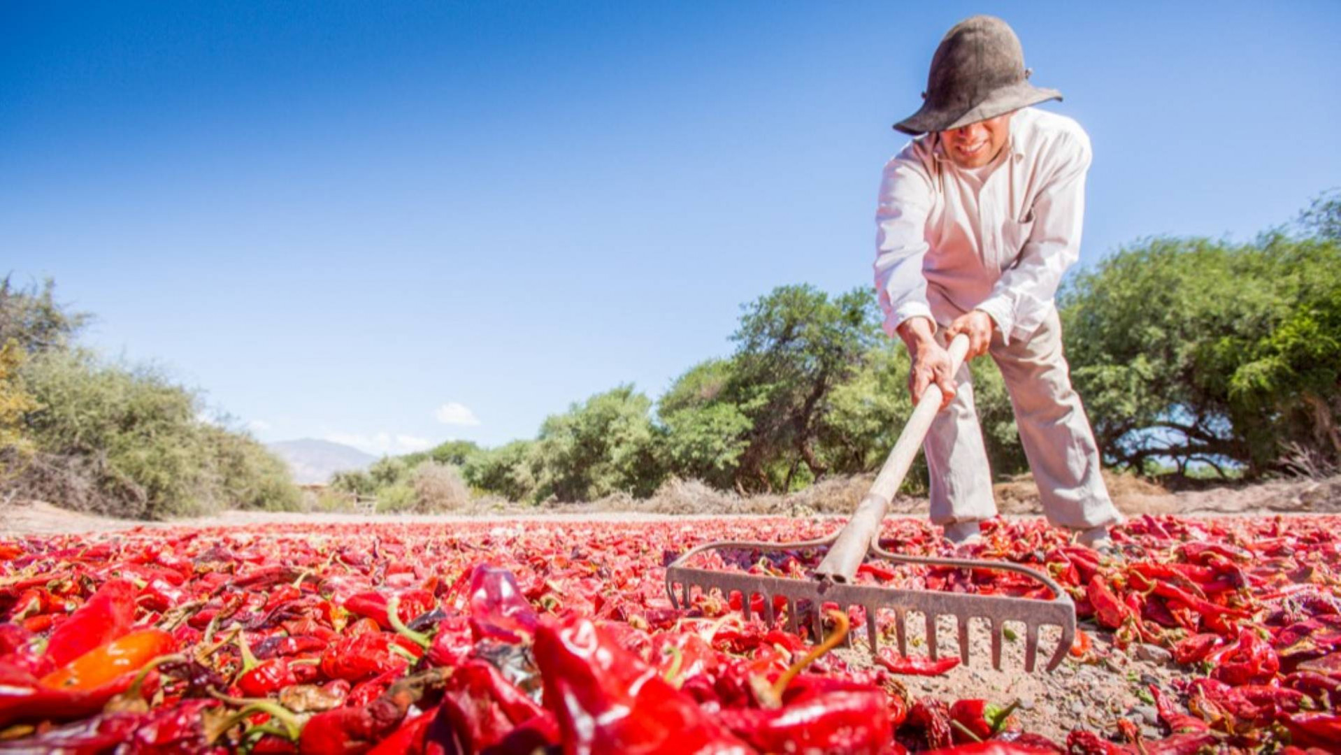 secado de pimiento, Salta 