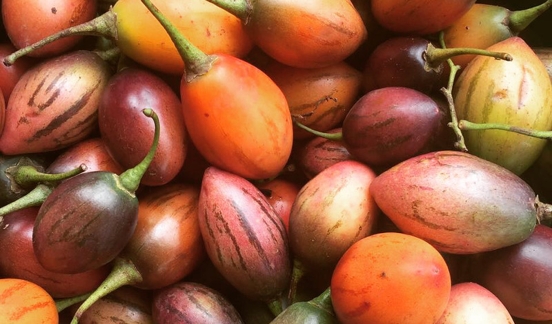 Foto: frutos de chilto o tomate de árbol de las yungas jujeñas. Foto: Juan Pablo Moro. MAYDS.