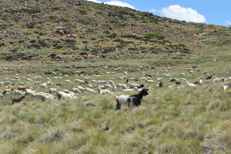 Aportes para repensar las producciones en la norpatagonia