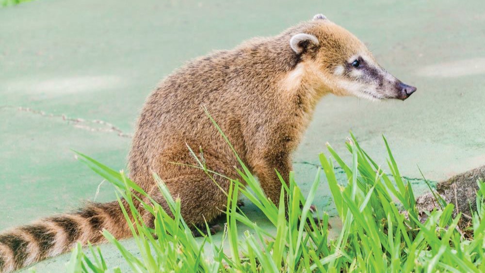 Coati Parque Nacional Iguazu
