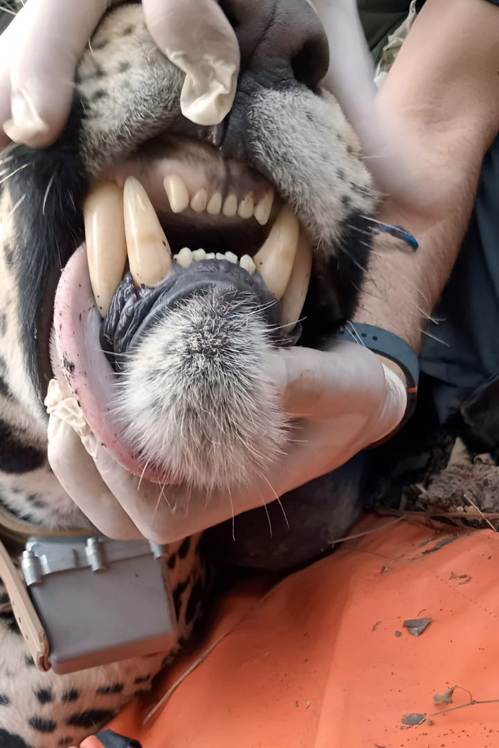 Colocación de collar yaguarete PN El Impenetrable