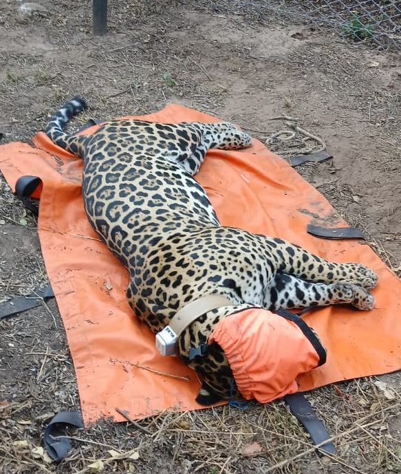 Colocación de collar yaguarete PN El Impenetrable