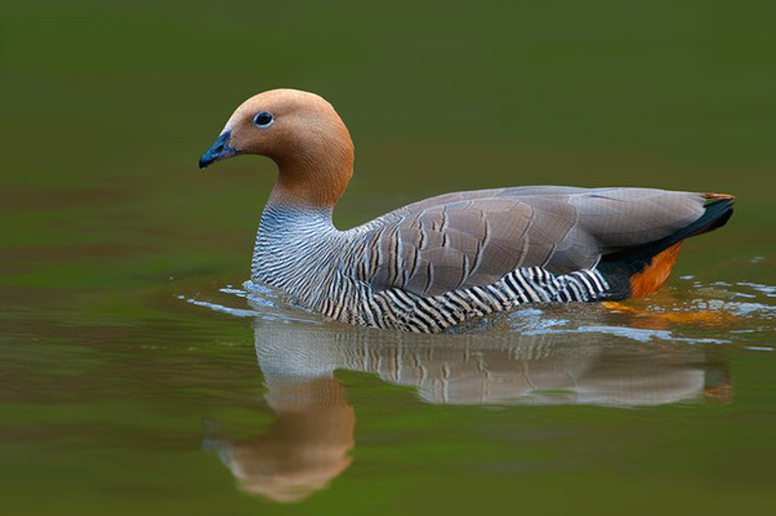 Cauquén colorado: en defensa de una especie en peligro de extinción |  Argentina.gob.ar