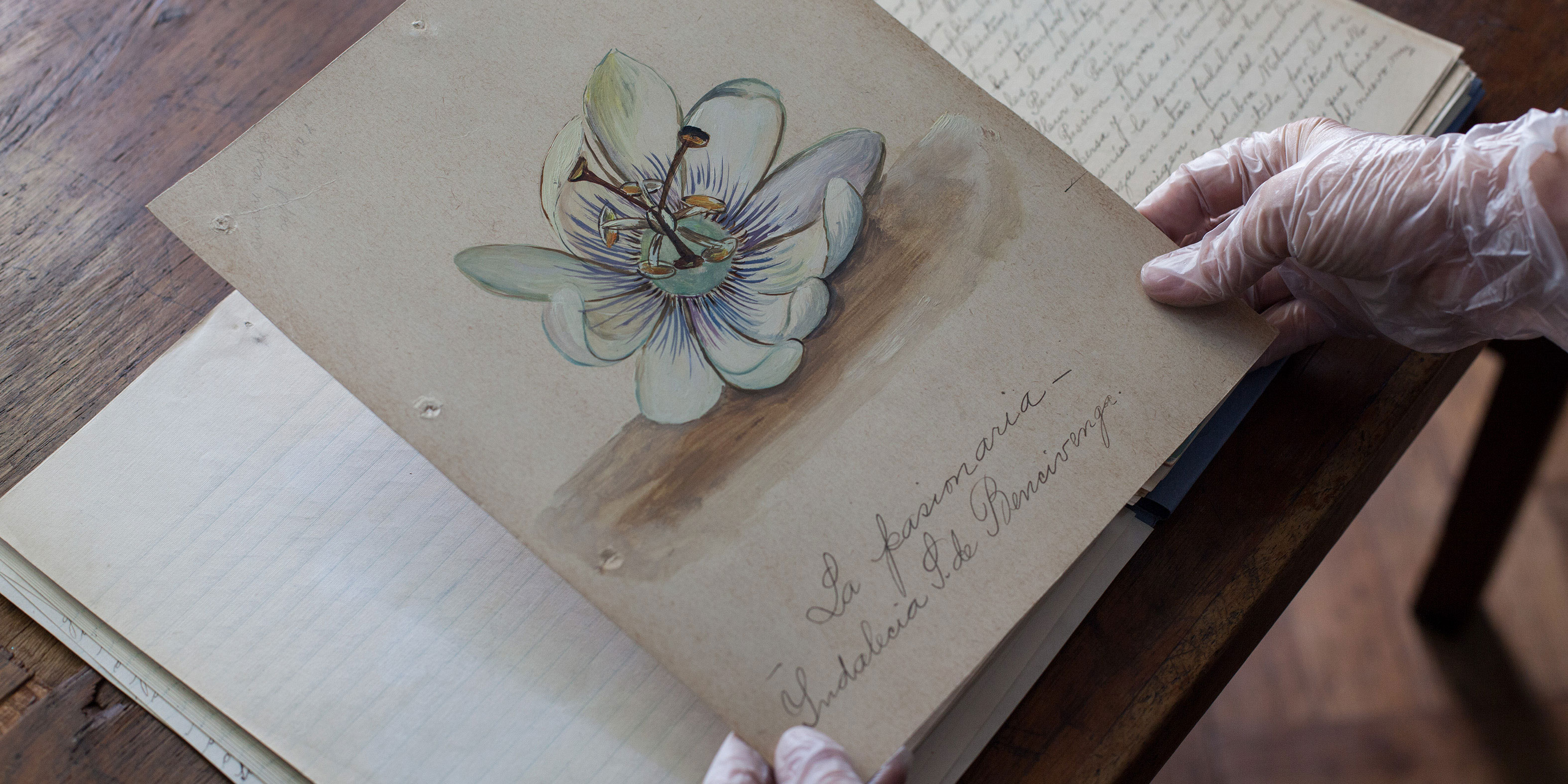 Dibujo flor pasionaria