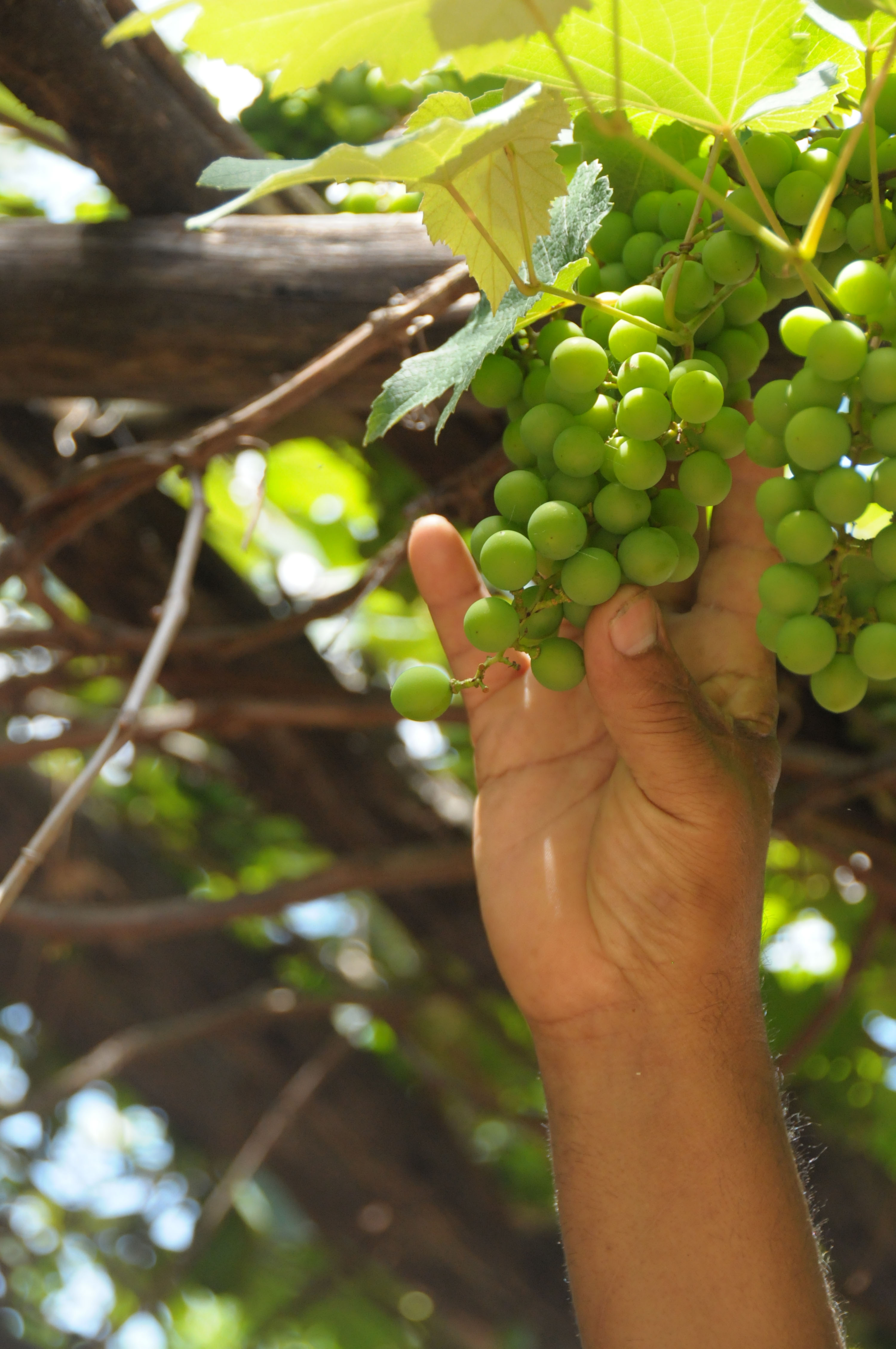 Agroindustria, la COVIAR y La Rioja impulsan la Ruta del Torrontés ...