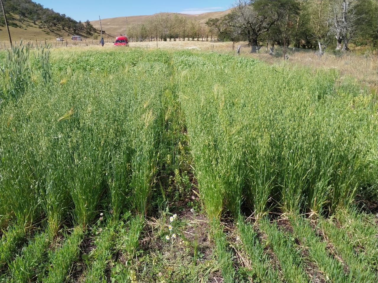 Evaluación de Forrajeras Río Turbio