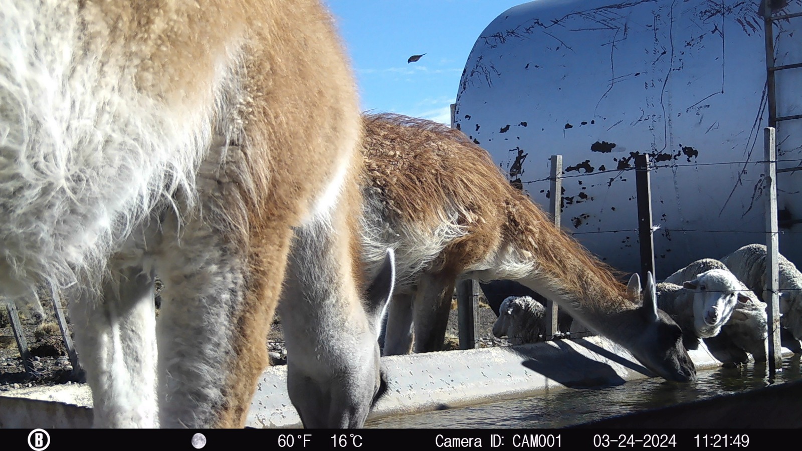 Ovinos y Guanacos en una aguada artificial.