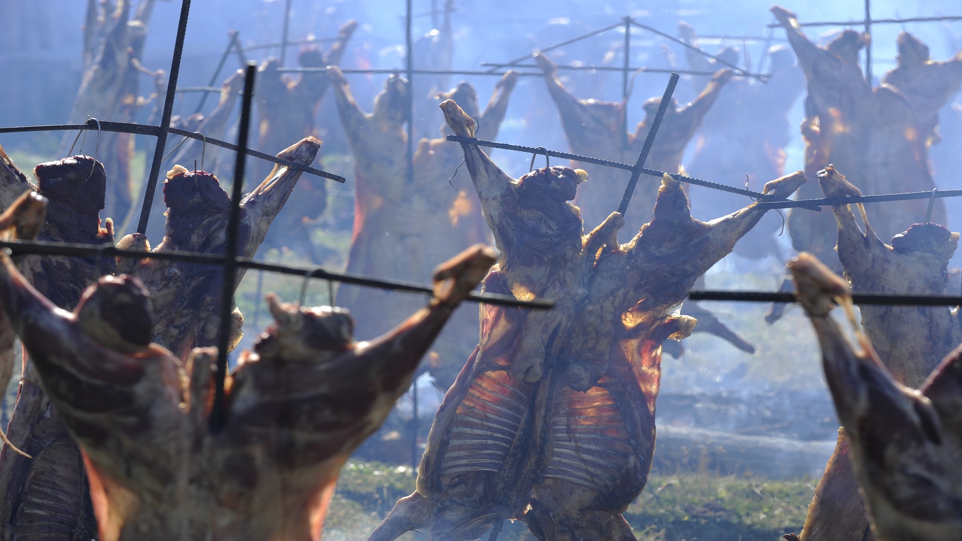 Cordero fueguino Cordero fueguino