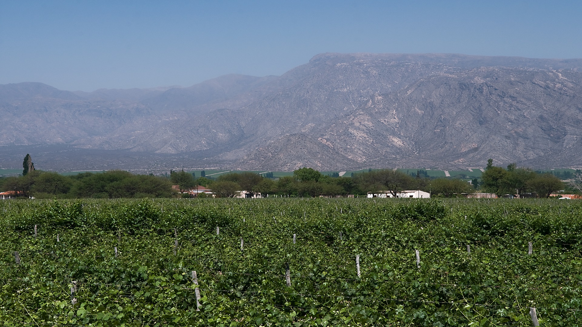 viñedos Fiambala