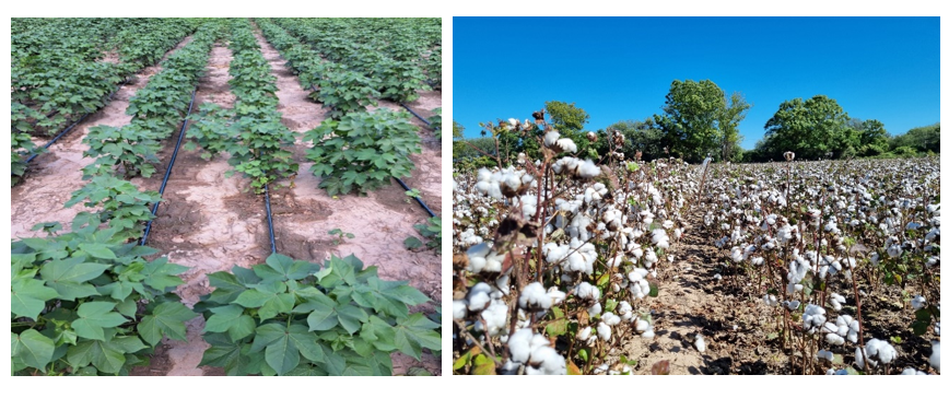 Figura 1. Cultivo de algodón en estadio de pimpollado y al 60% de apertura de capullos, previo al mapeo parcelas con riego por goteo.