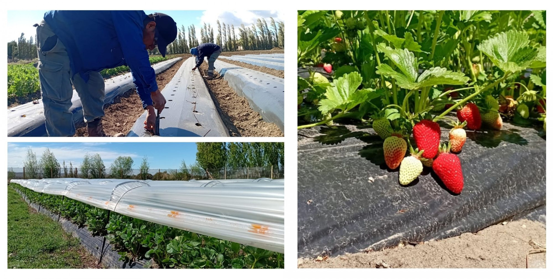 Se logró instalar (al inicio de esta temporada) más de 95.000 plantas distribuidas en 23 parcelas.