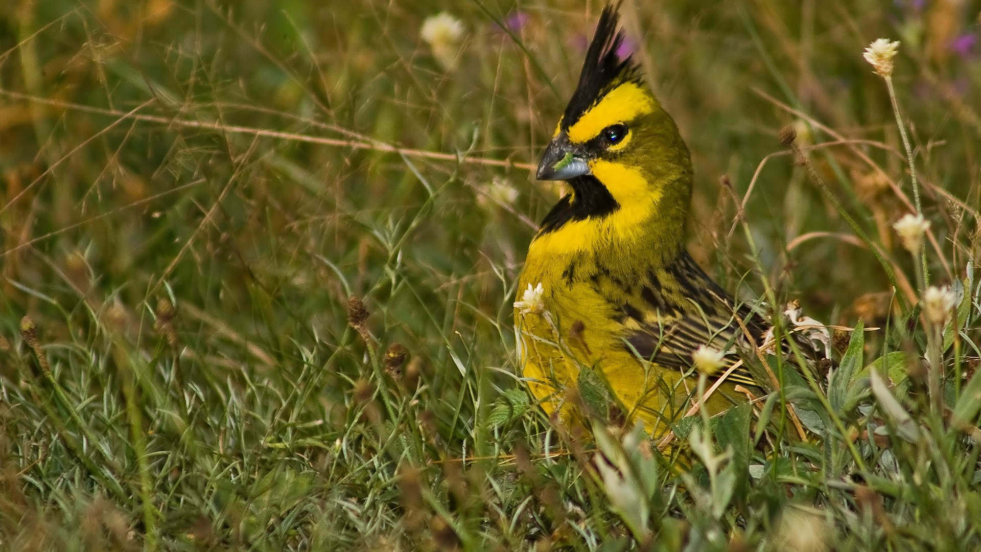 Cardenal amarillo en Colonia Carlos Pellegrini