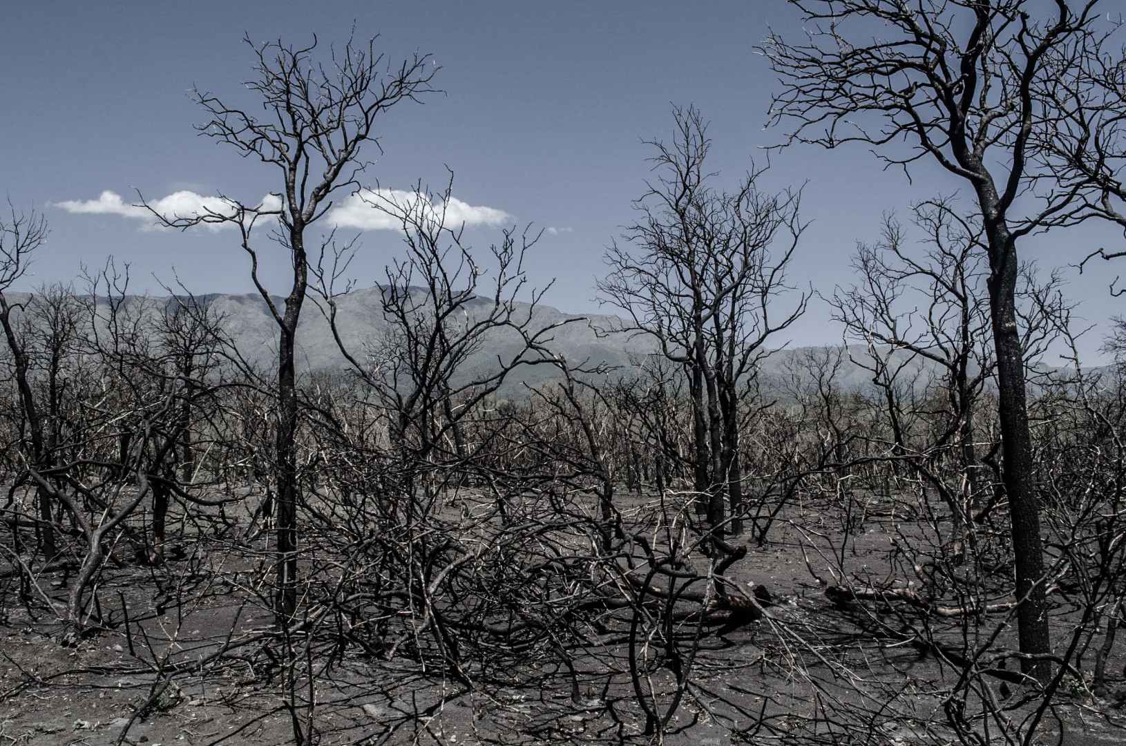 Se desarrollarán propuestas para diseñar estrategias de Restauración de Paisajes Forestales (Foto Francisco Alaggia). Se desarrollarán propuestas técnicas y metodológicas para diseñar estrategias de Restauración de Paisajes Forestales.