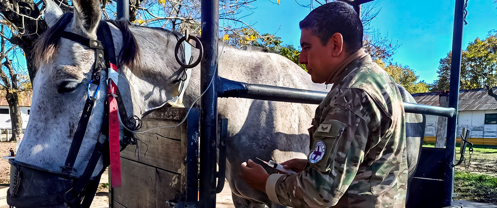 Servicio de veterniaria - Tratamiento de mula Servicio de veterniaria - Tratamiento de mula