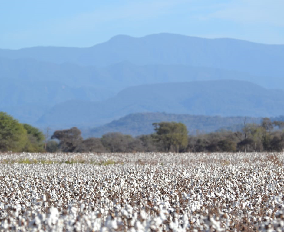 Anta, provincia de Salta. Senasa