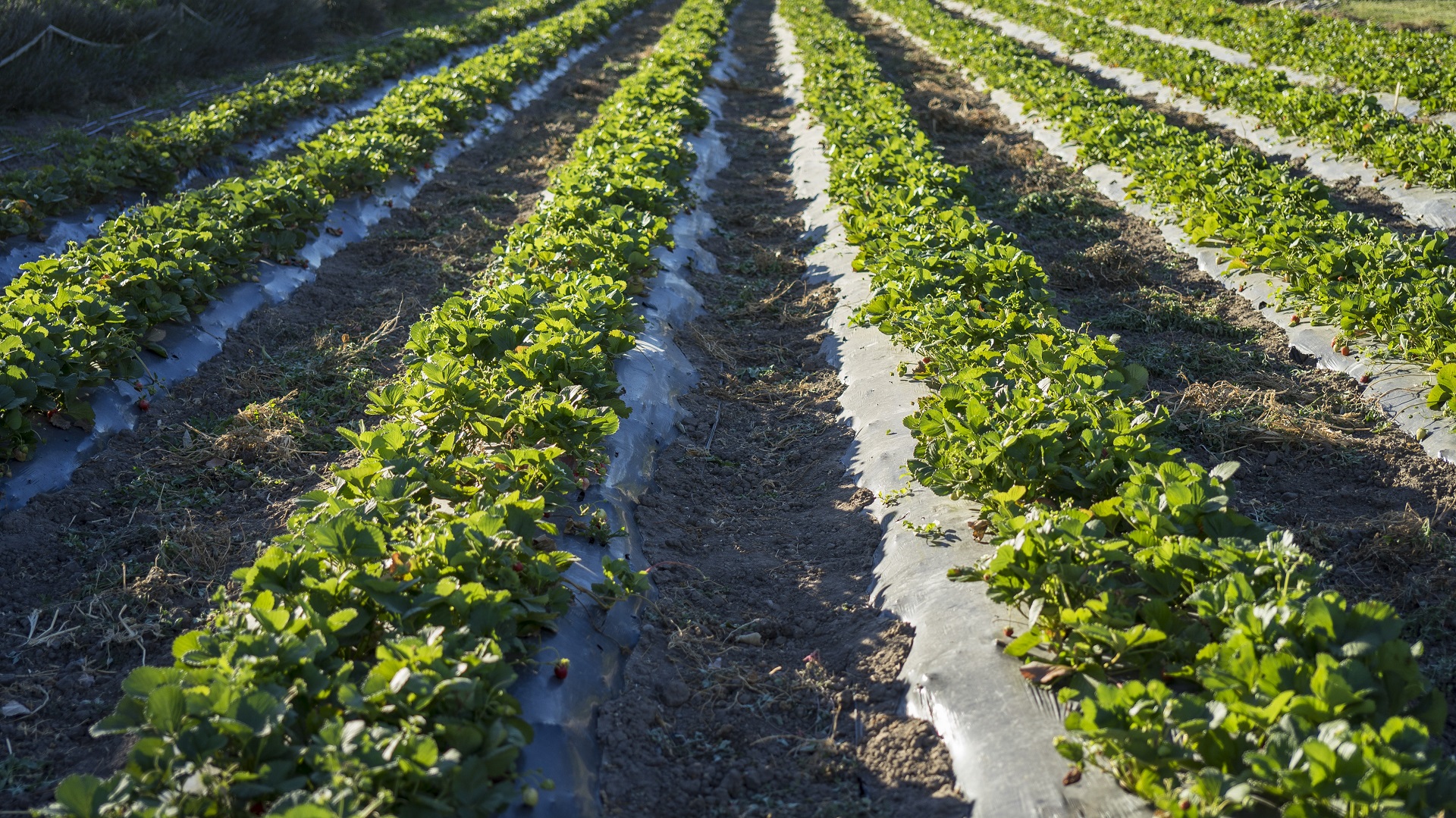 plantación de frutillas