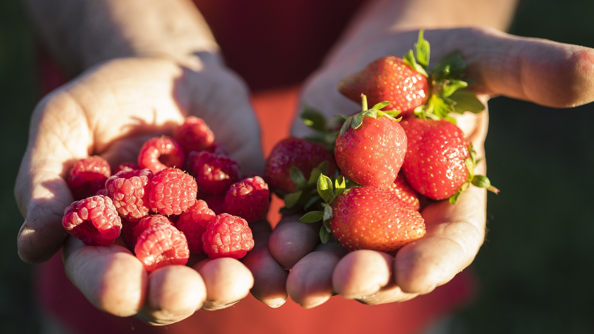 frambuesas y frutilas del valle de Chubut