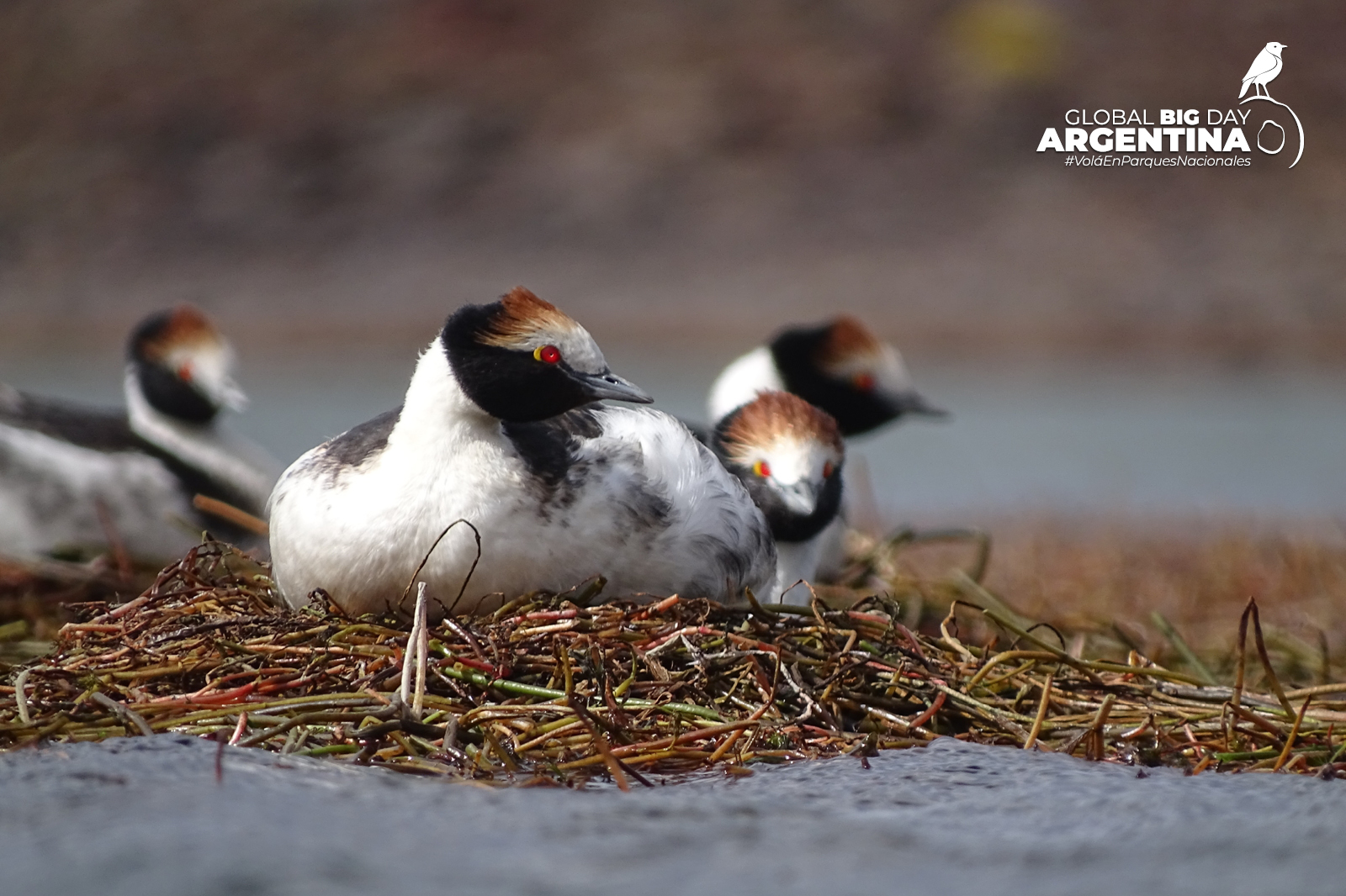 Global big Day en Parques Nacionales