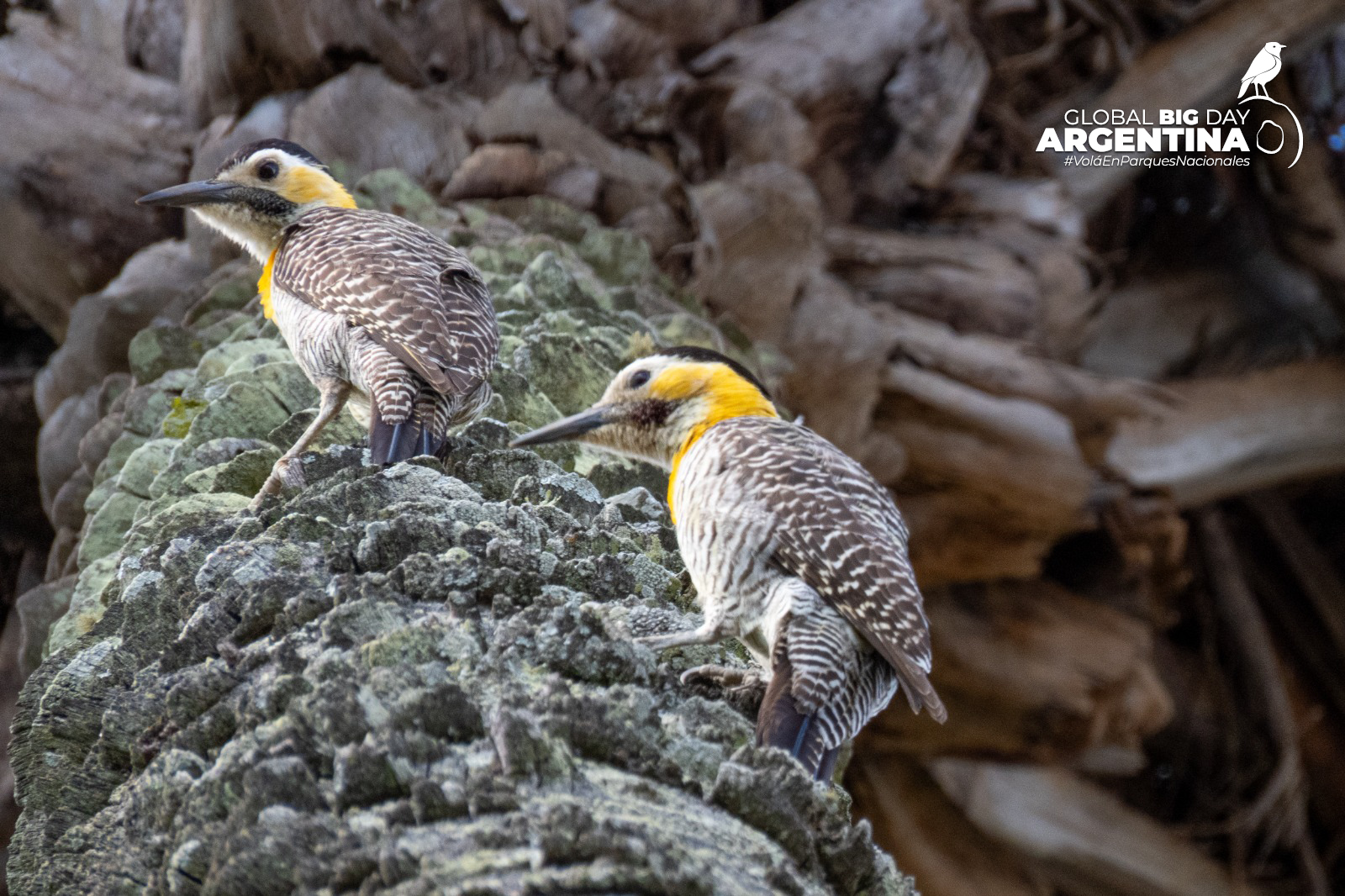 Global Big Day en Parques Nacionales