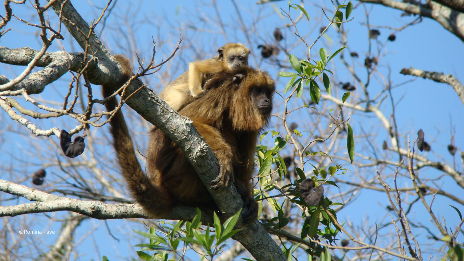 Alouatta caraya - madre con cría hembra Alouatta caraya2