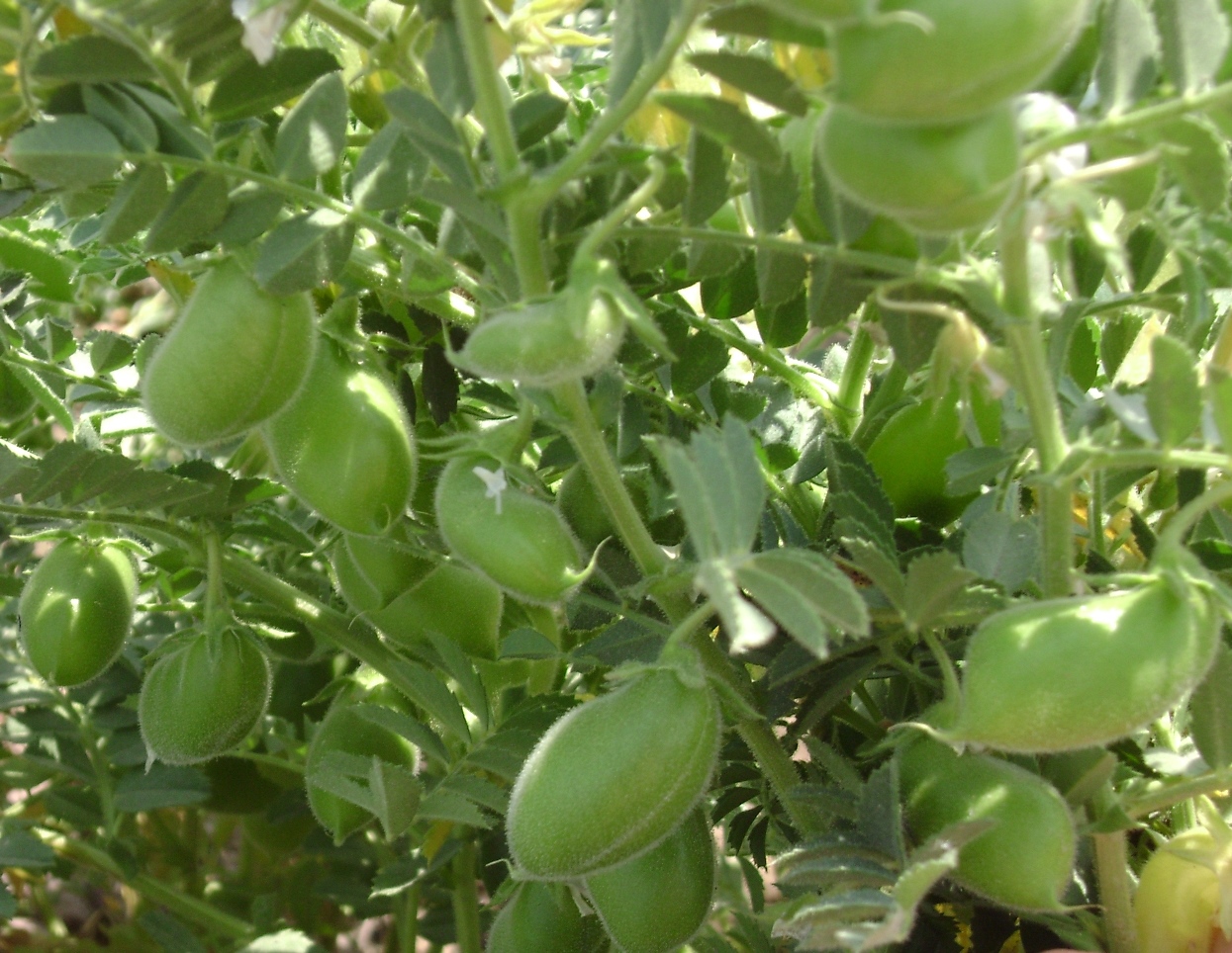 Garbanzos la importancia de elegir semilla certificada Argentina.gob.ar