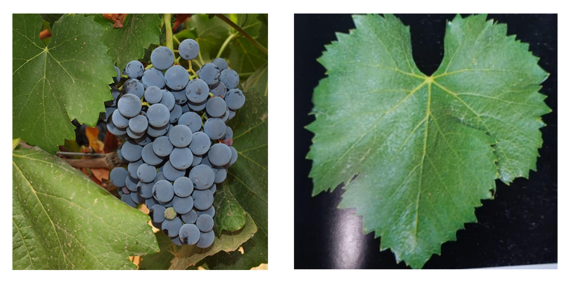 Garnacha. Racimo y hoja