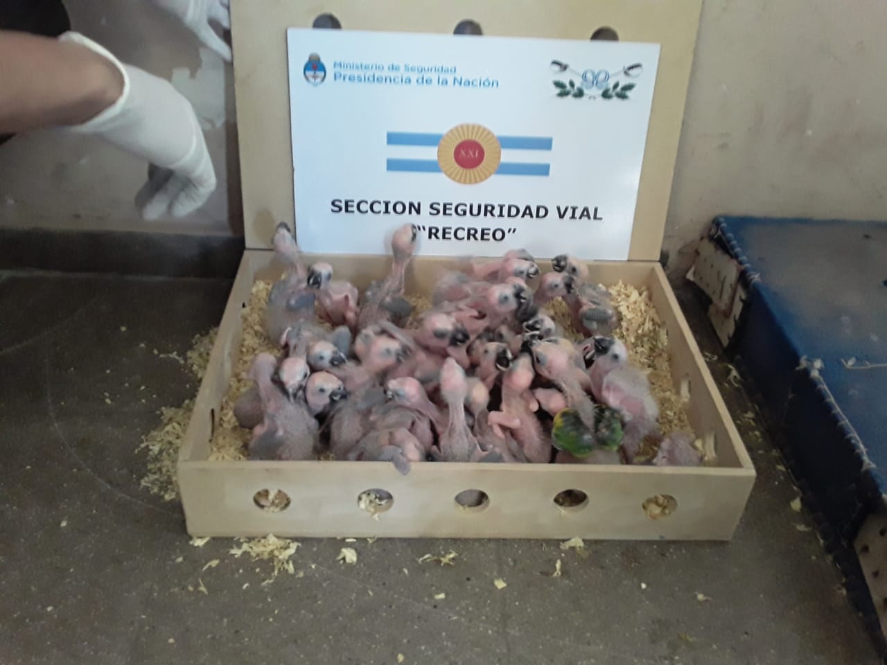 Gendarmería rescata más de 100 ejemplares de loro hablador Gendarmería rescata más de 100 ejemplares de loro hablador