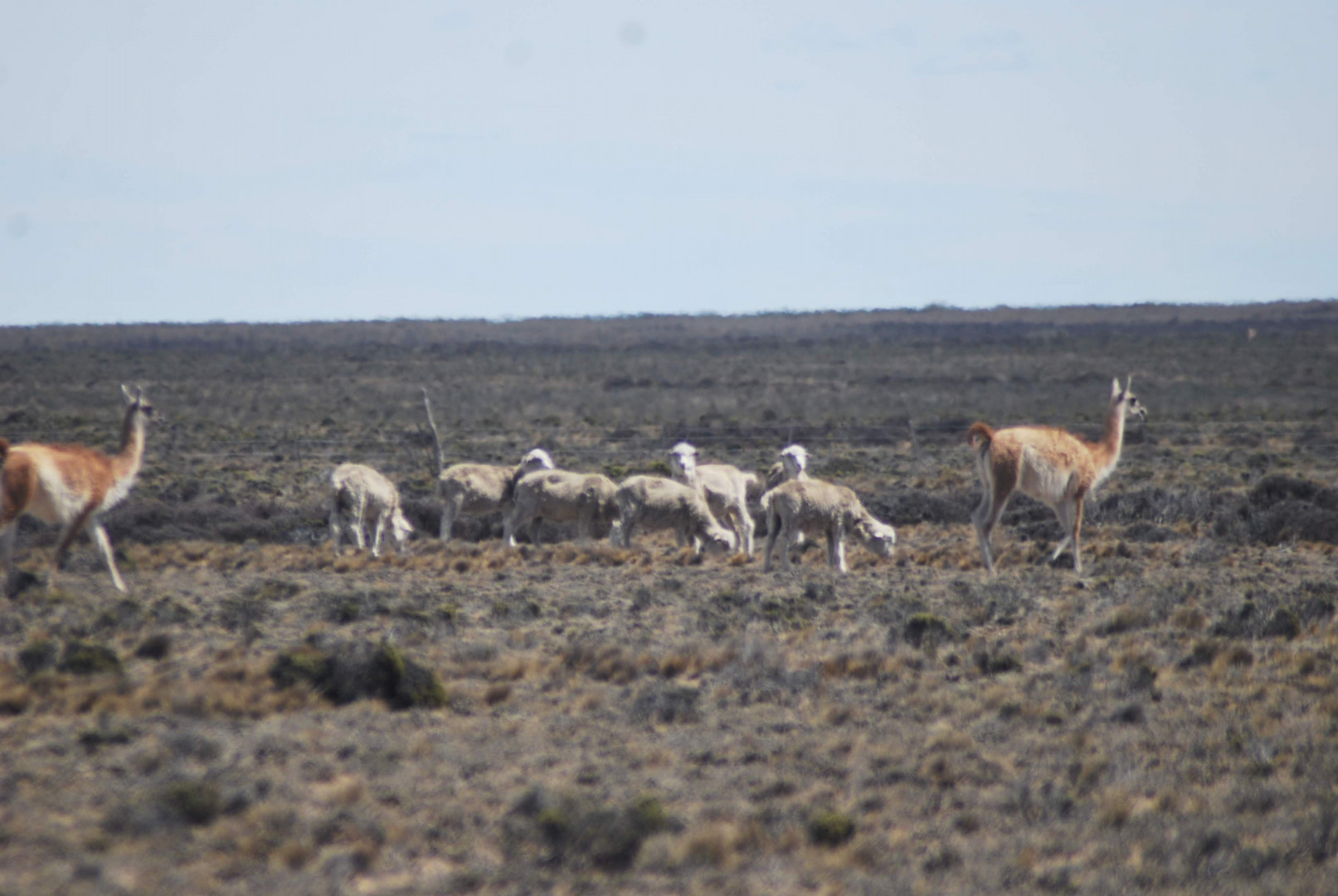 Guanacos y ovinos compartiendo el pastoreo en el ecosistema estepario de la Patagonia.