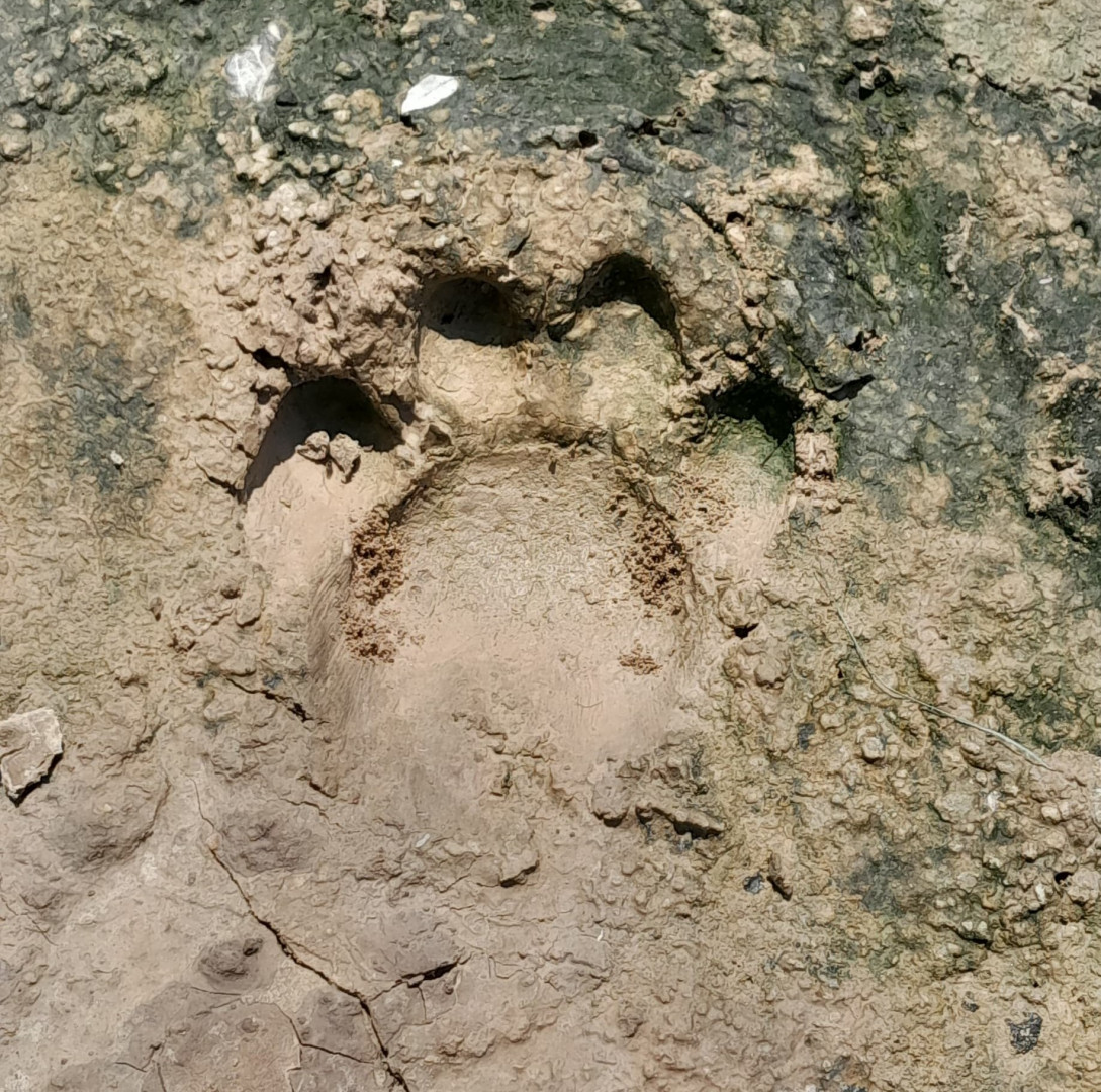 huella yaguarete PN Río Pilcomayo 