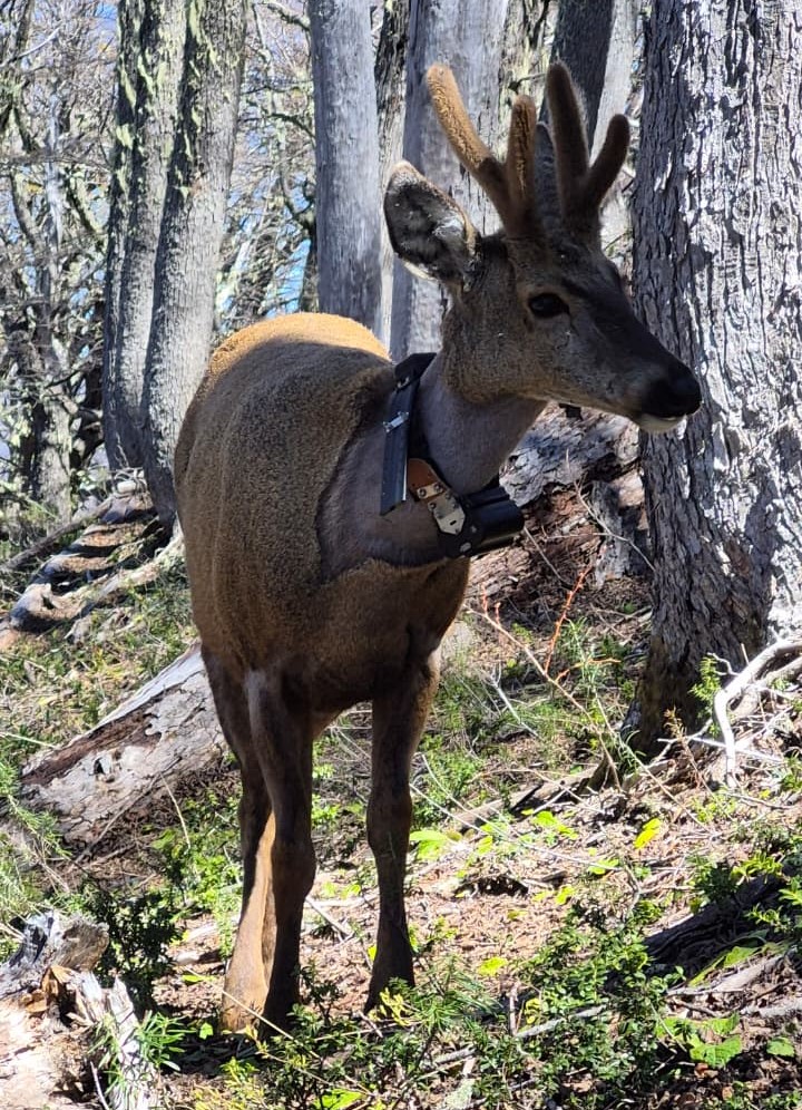 Huemul Newenche en PN Nahuel Huapi