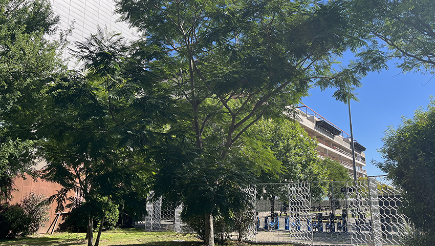 Ibirapitá