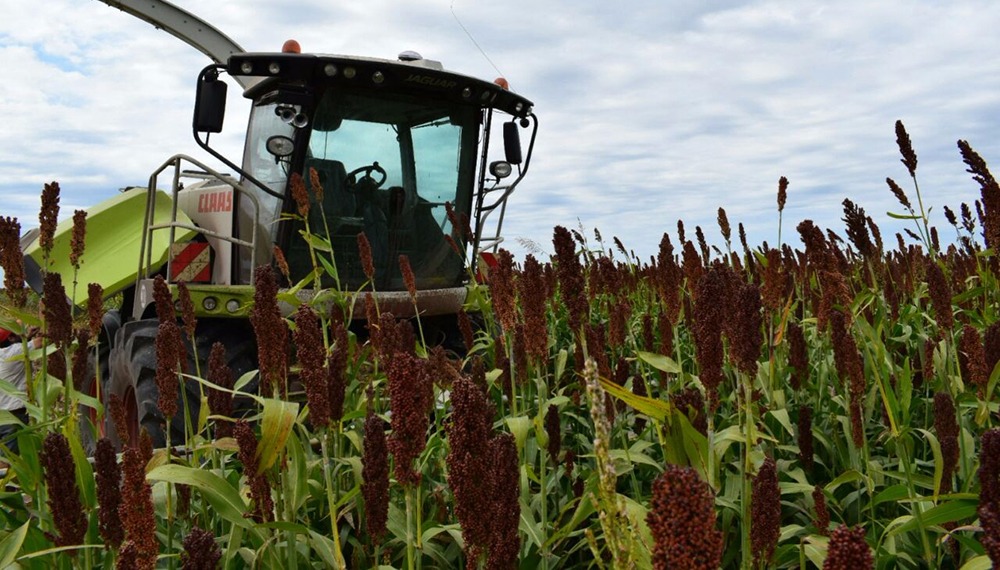Inscripci&oacute;n de empresas que quieran exportar cebada, soja, ma&iacute;z y sorgo a China