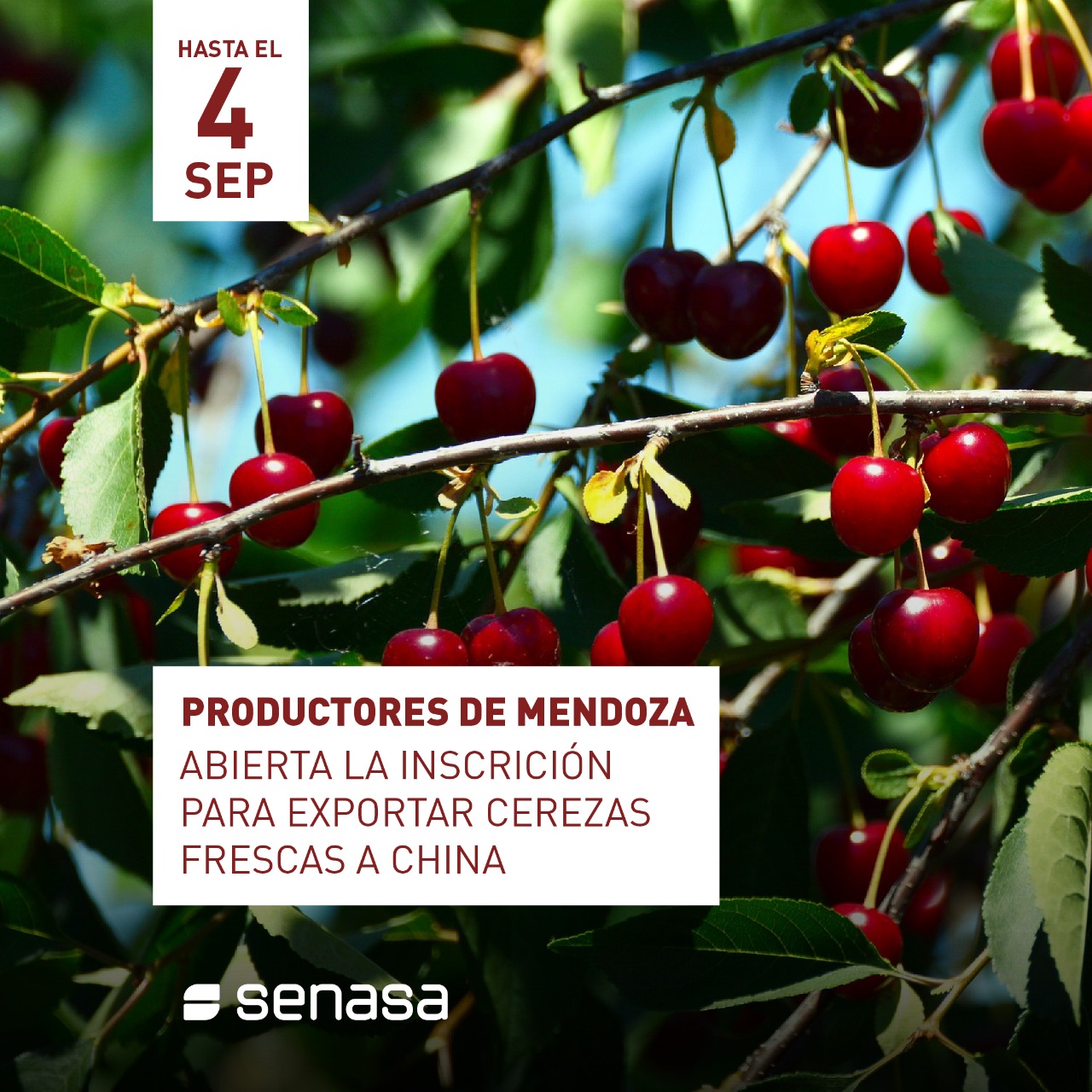 Inscripción de productores de Mendoza para la exportación de cerezas a China