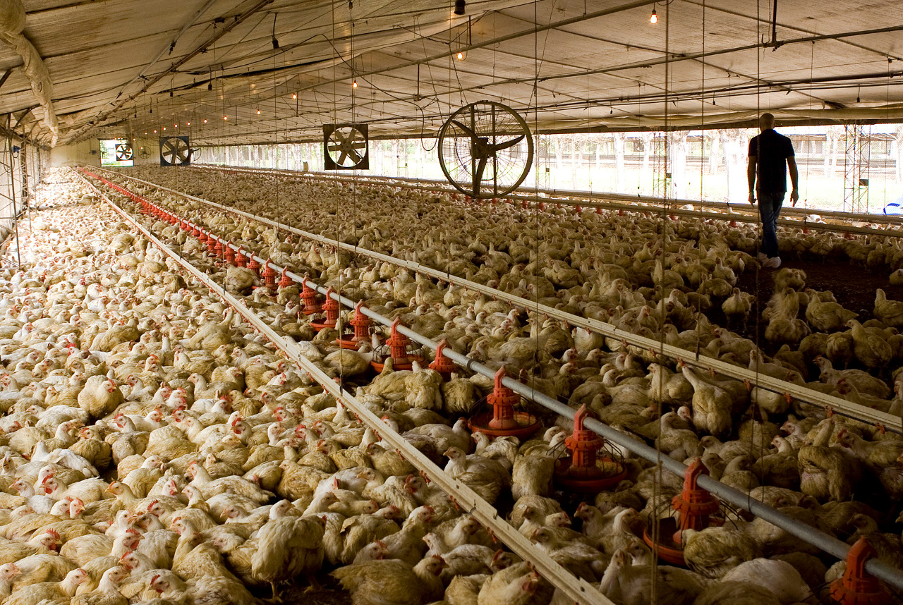 El 1 de octubre vence el plazo para la reacreditación en programas de sanidad animal