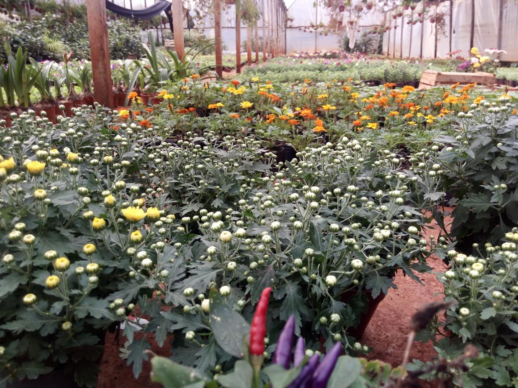 Modificaciones para la emisi&oacute;n del Documento de Tr&aacute;nsito Vegetal electr&oacute;nico