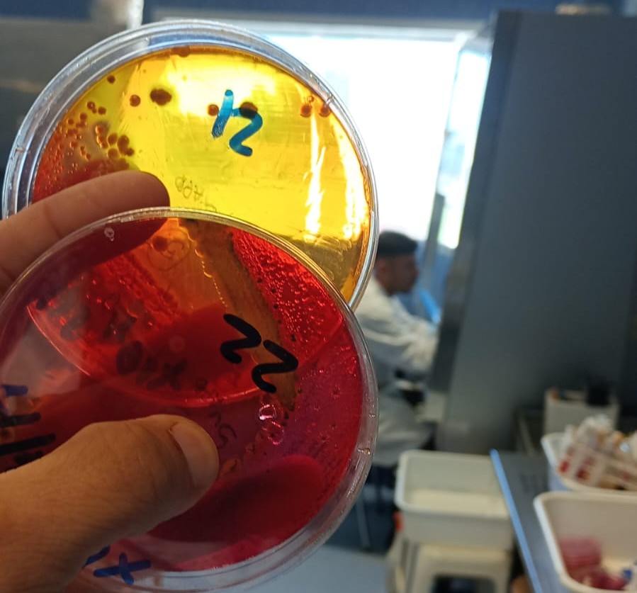 El INTA refuerza el control sanitario avícola con la incorporación de su laboratorio a la red nacional del SENASA