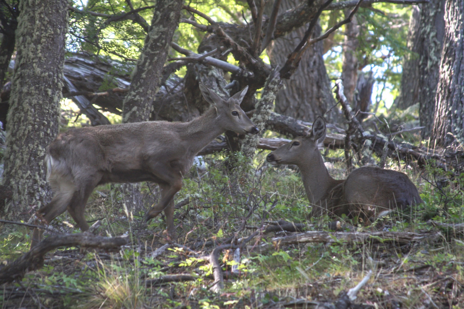Huemules en el Parque Nacional Los Glaciares. Crédito: Parques Nacionales Huemul