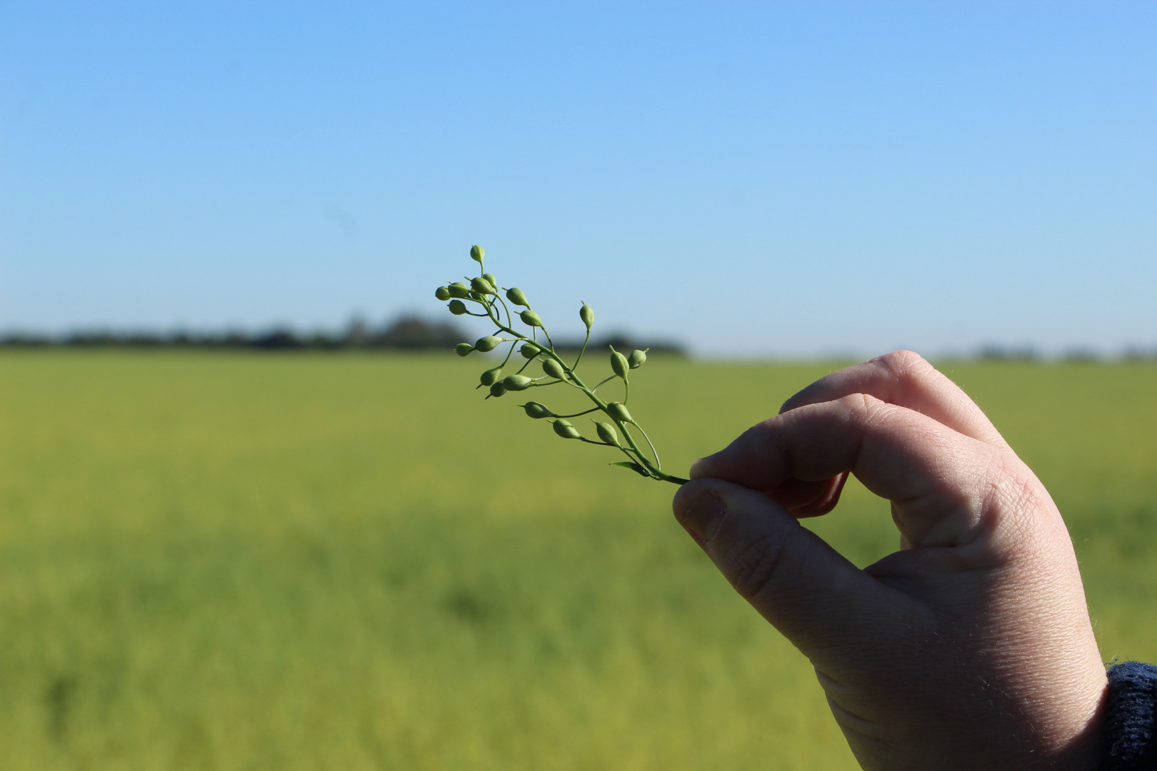 Camelina: el cultivo que impulsa el combustible del futuro