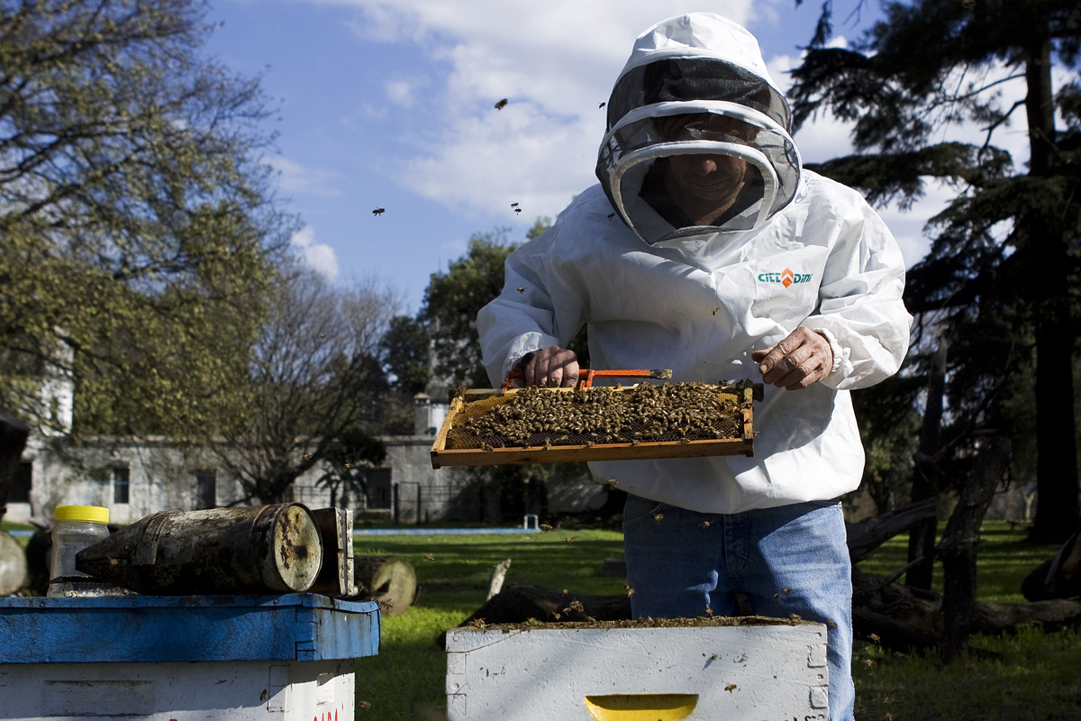 Los apicultores deben mantener actualizada su inscripción en el Renapa