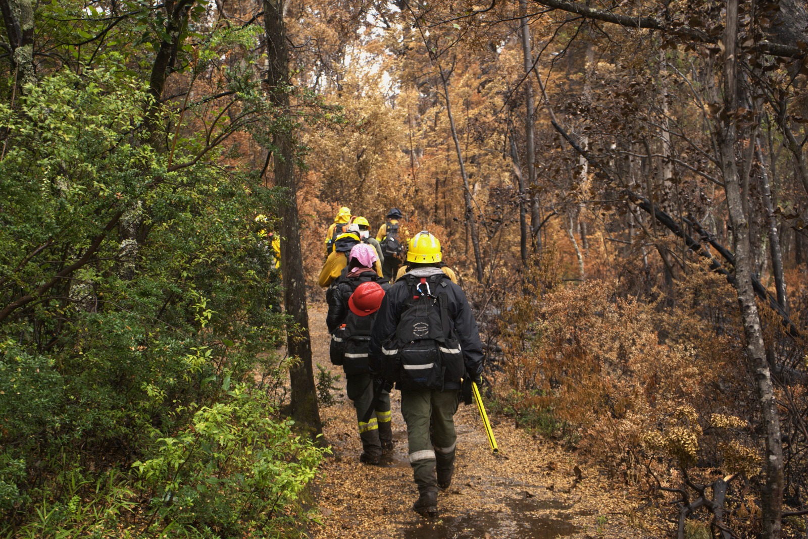Trabajas para contener el incendio en el Parque Nacional Los Alerces