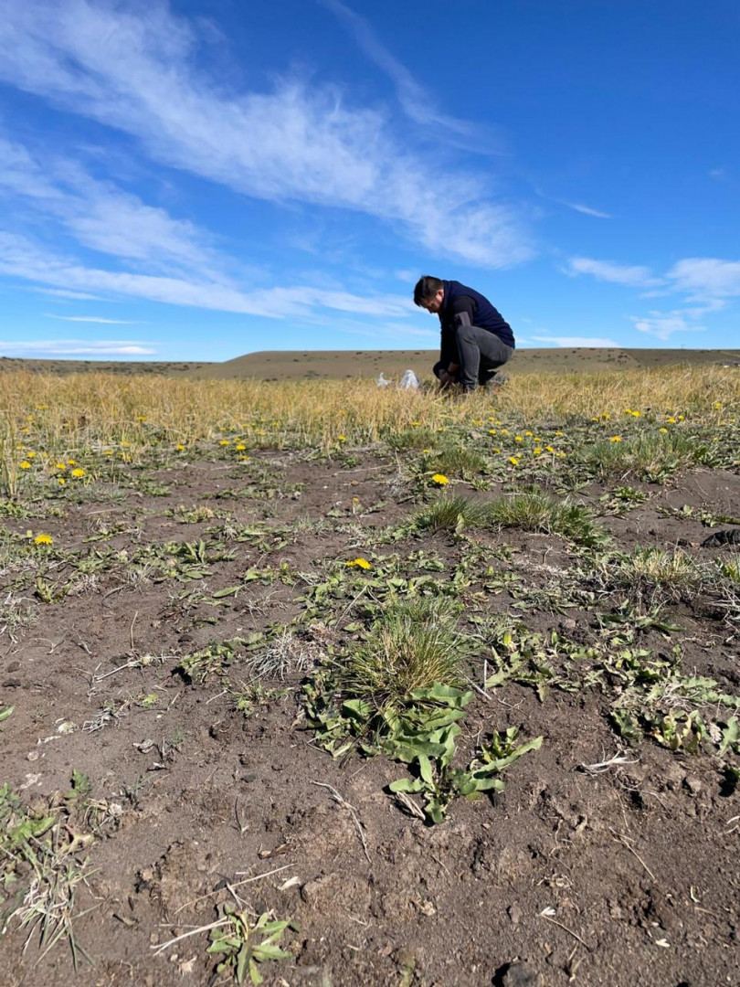 Este estudio demuestra que la degradación de los humedales inducida por el pastoreo afecta la función microbiana del suelo y el potencial de secuestro de carbono.