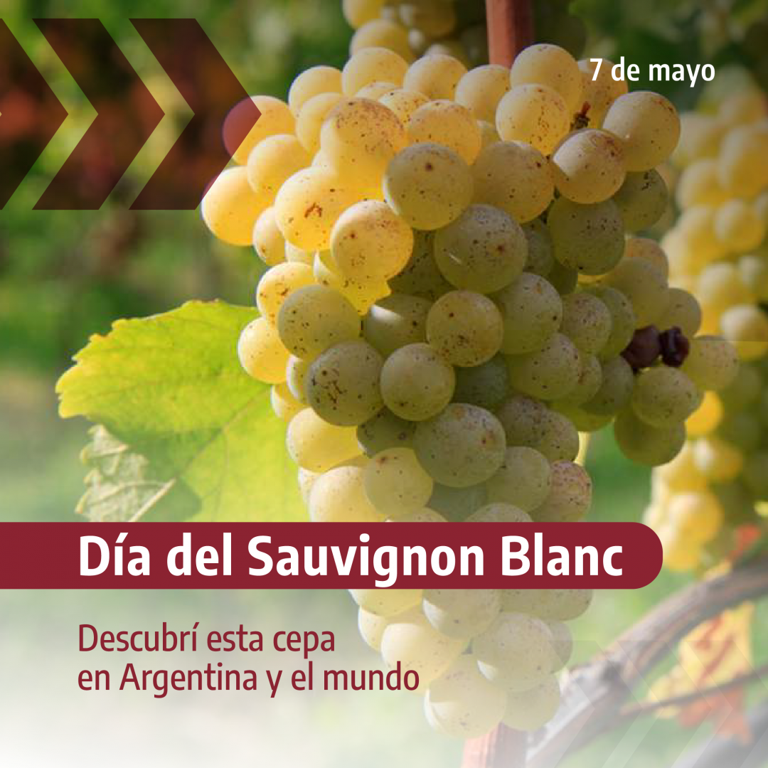 Sauvignon Blanc y su actualidad en Argentina