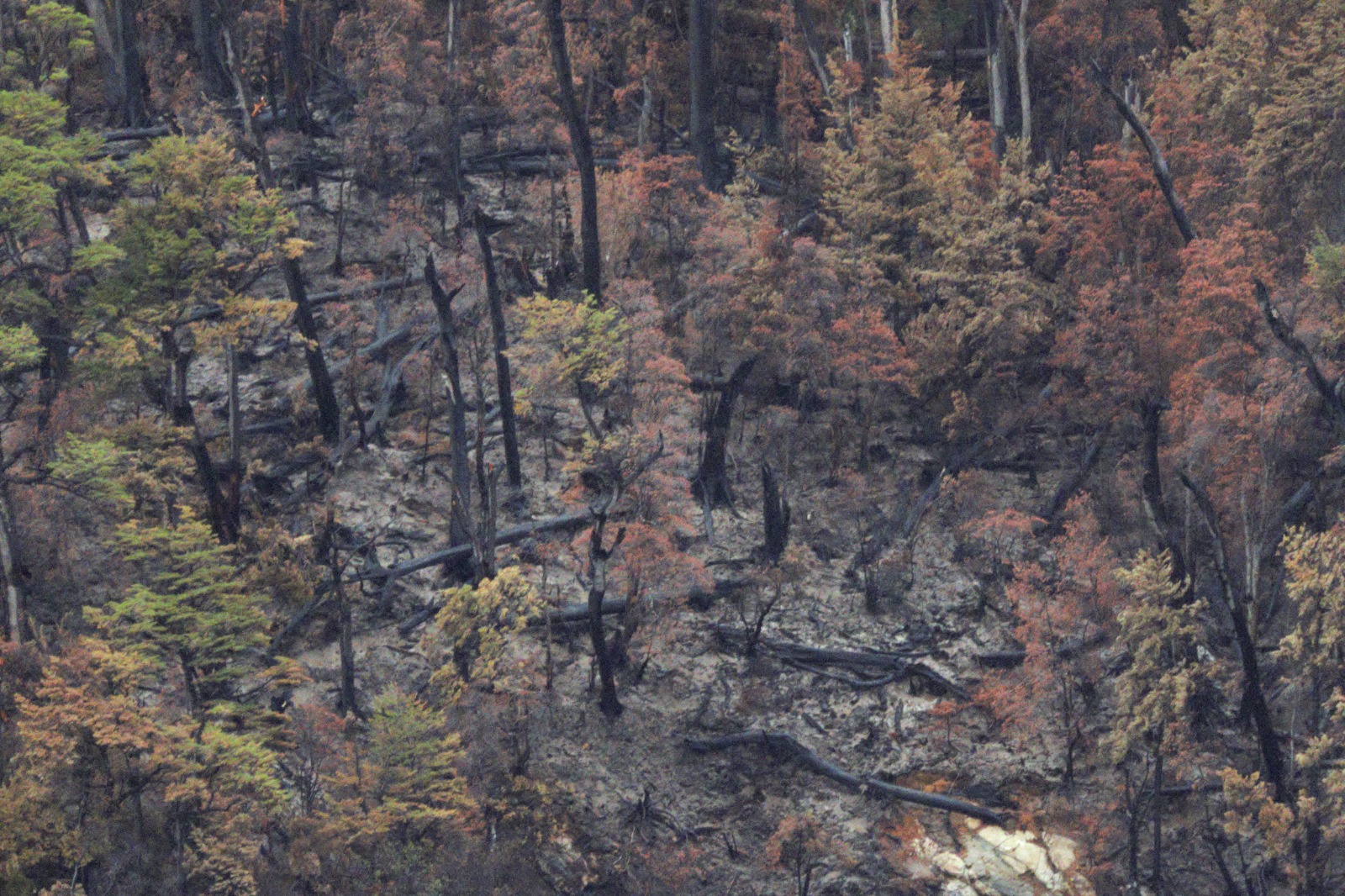 Isla Grande PN Los Alerces post-incendio