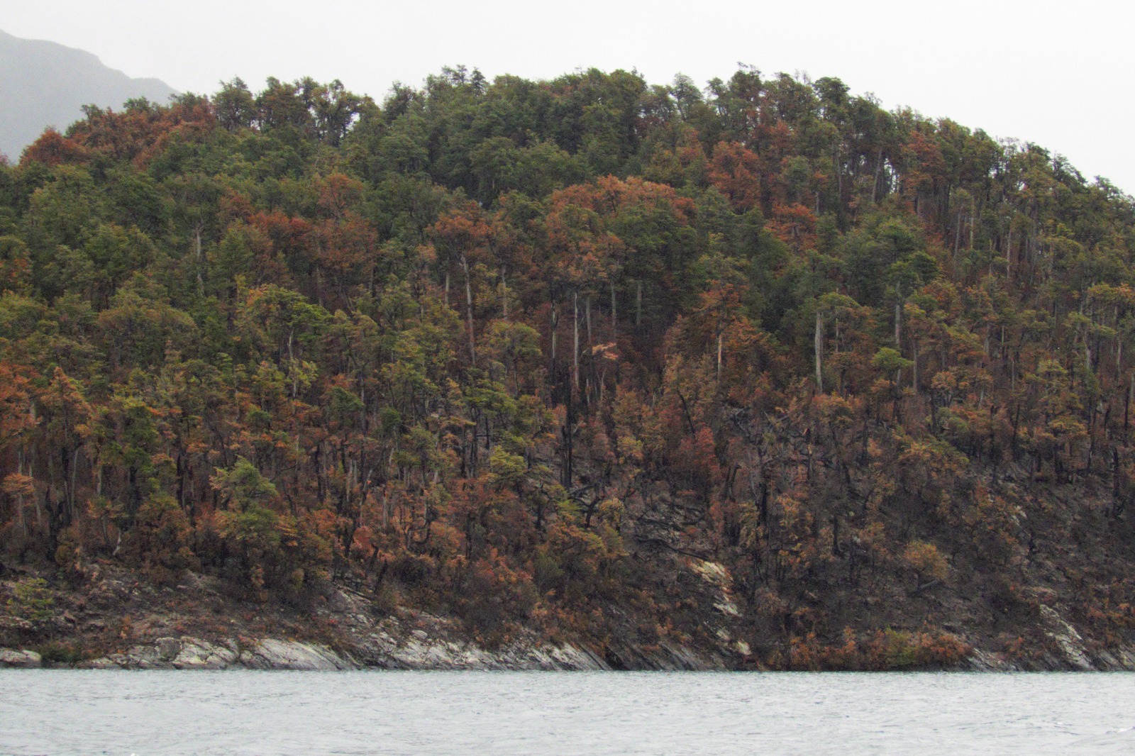 Isla Grande PN Los Alerces post-incendio