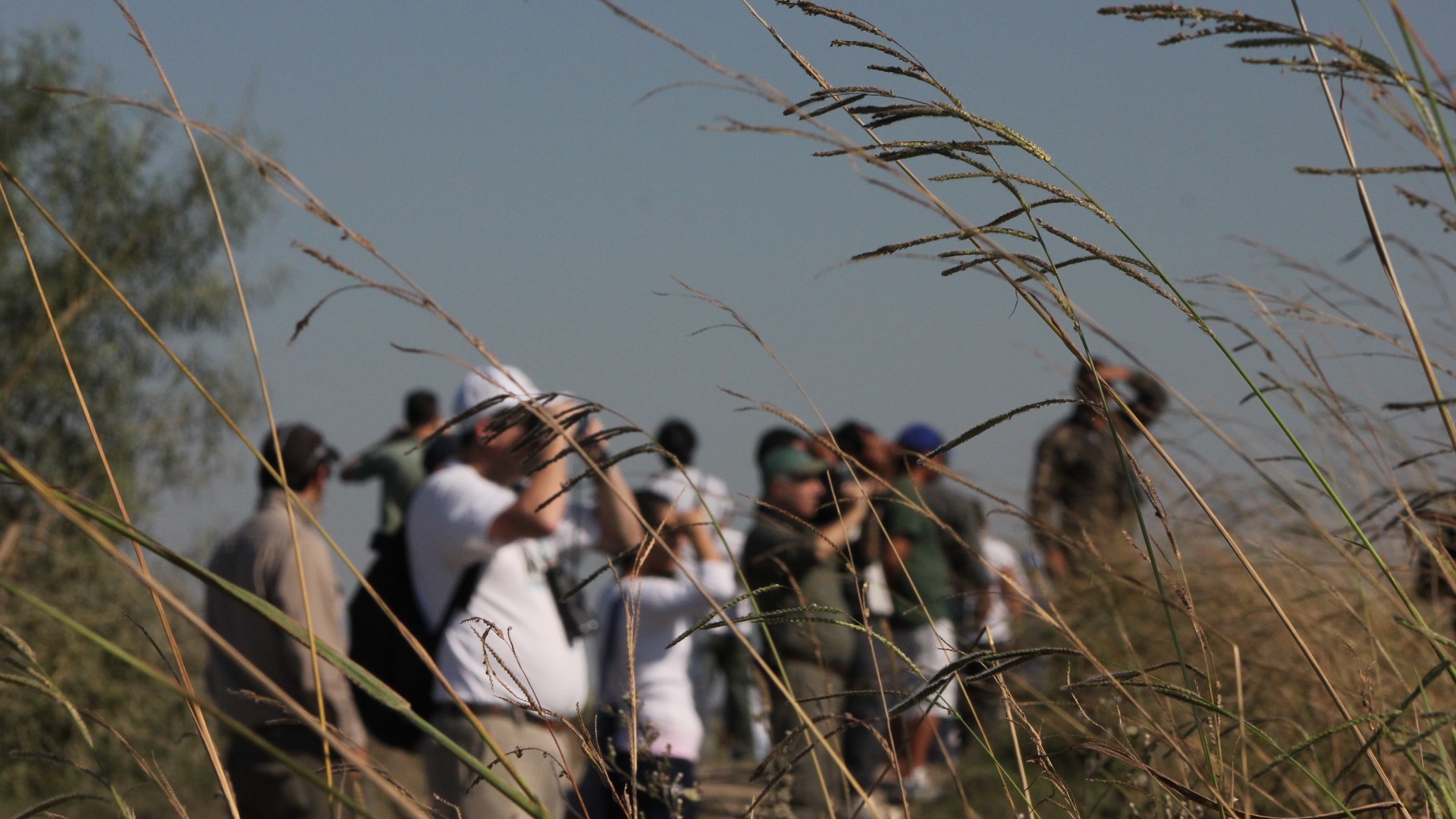 Observación de aves