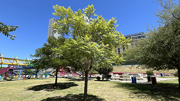 Jacarandá