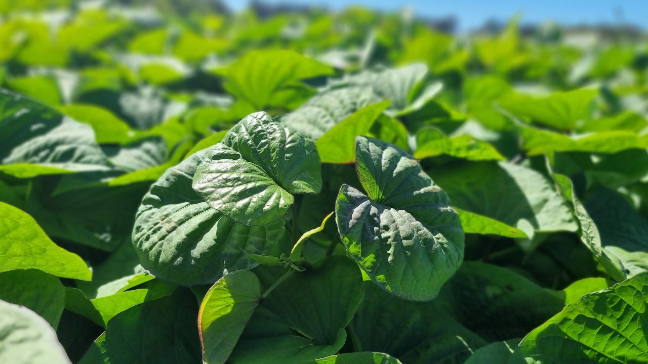 El evento combinará exposiciones breves, mesas de debate, recorridas técnicas a campo, visita a galpón de acondicionamiento y una muestra de cultivares desarrollados por el INTA