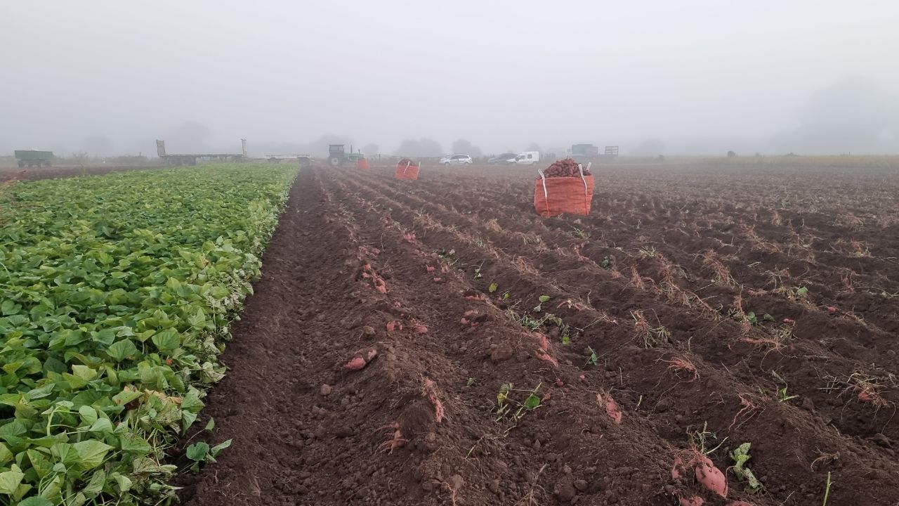La actividad está dirigida a productores, empresas de la cadena de valor, profesionales del sector público y privado, así como funcionarios y tomadores de decisión