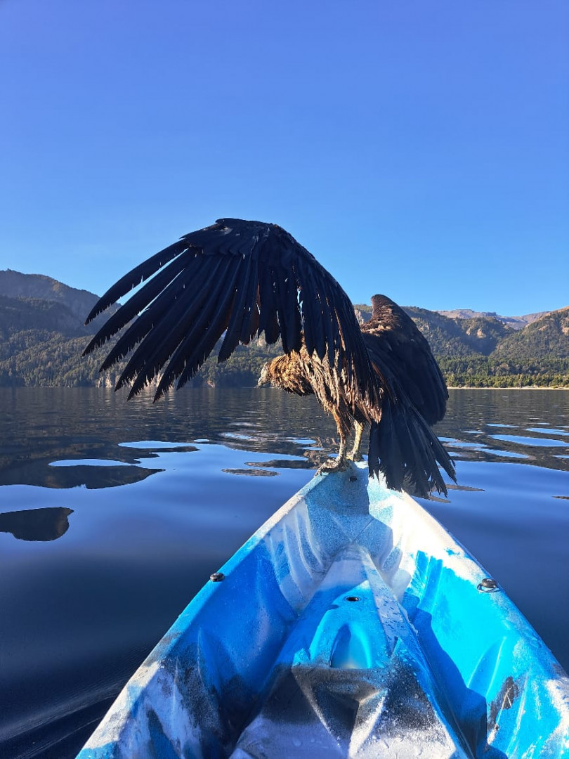 Rescate de cóndor en el Lago Traful, Parque Nacional Nahuel Huapi